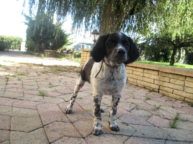 Chiots 2014 BELLE de la saga des marais   X    FLY de la malbirado